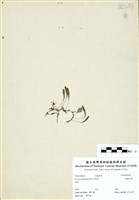 藏品(抱樹蕨)的圖片